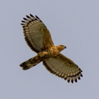 Changeable Hawk-Eagle